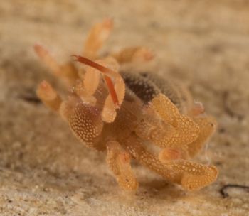 Media type: image; Invertebrate Zoology 143922